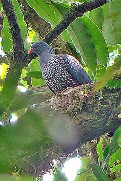 Image of Cameroon Olive-pigeon