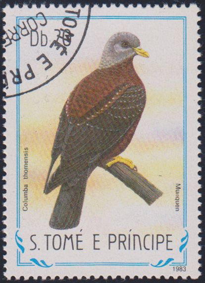 Image of Sao Tome Olive-pigeon