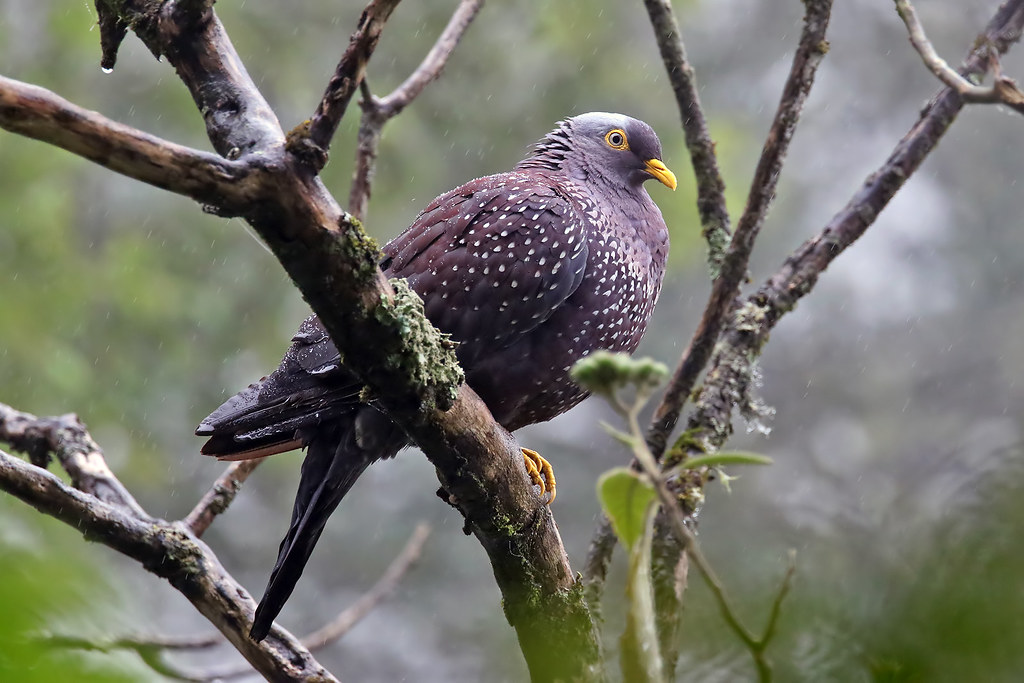 Image of African Olive-pigeon