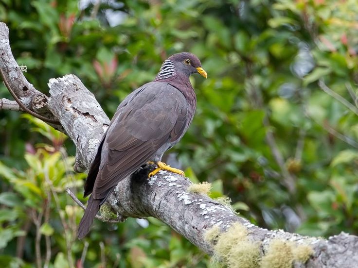 Image of Comoro Olive-pigeon