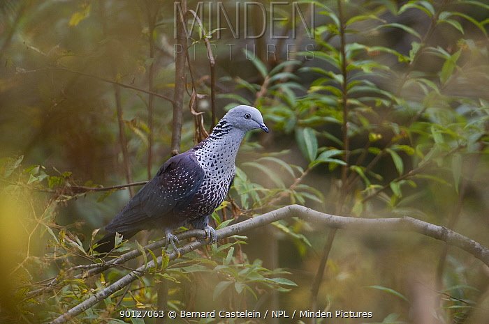 Image of Speckled Woodpigeon