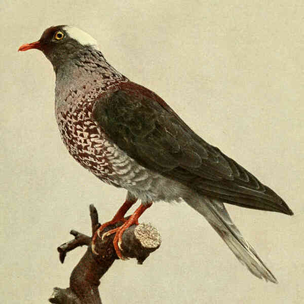 Image of White-naped Pigeon