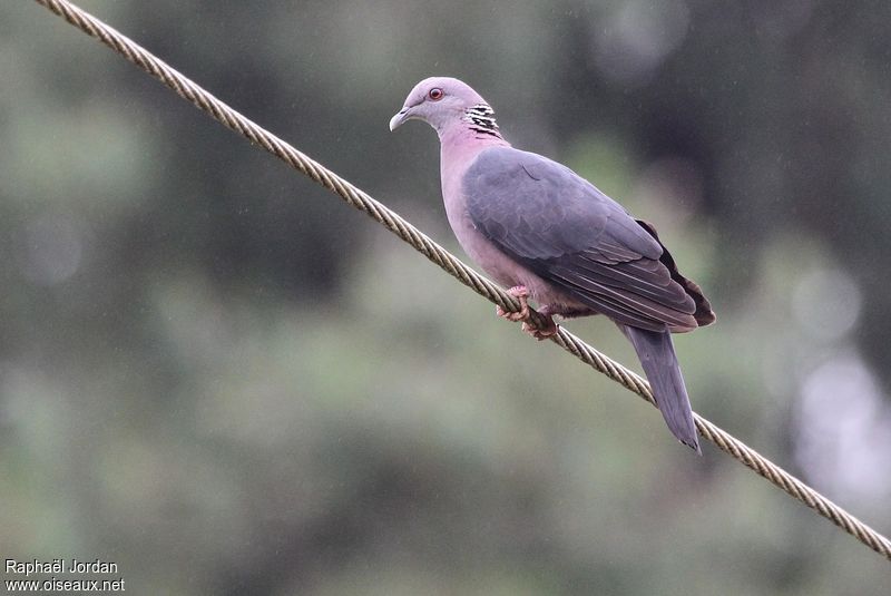 Image of Sri Lanka Woodpigeon