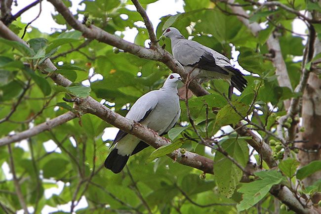 Image of Silvery Pigeon