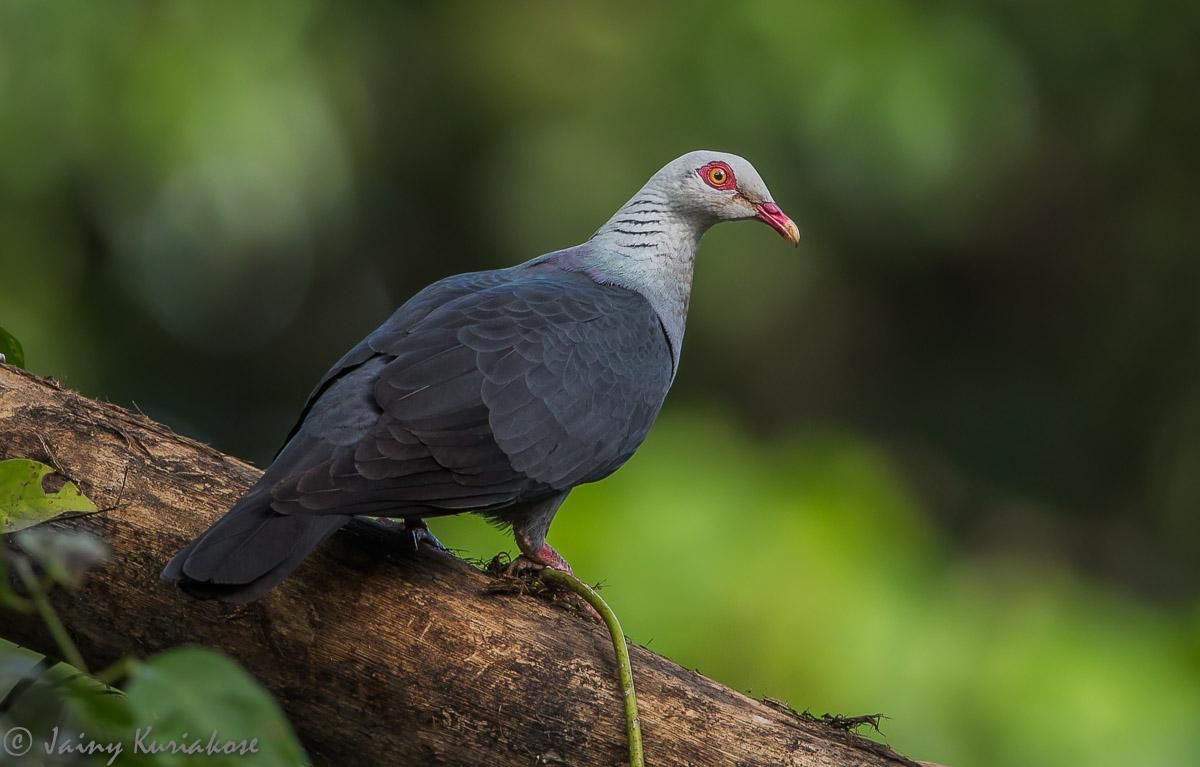 Image of Andaman Woodpigeon