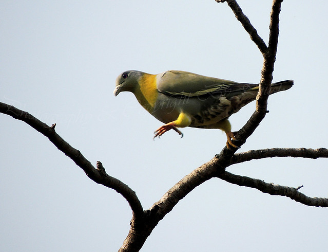 Image of Yellow-legged Pigeon