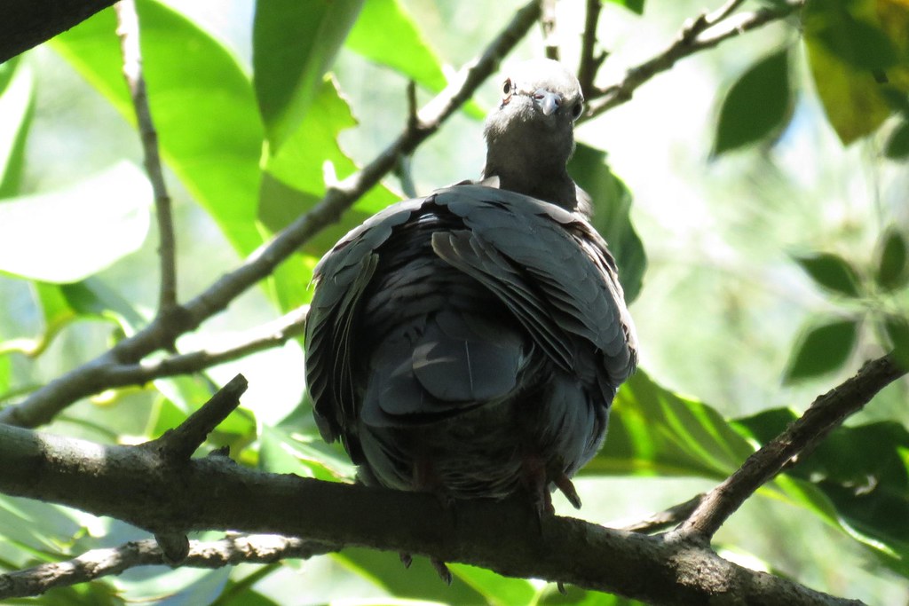 Image of White-crowned Pigeon