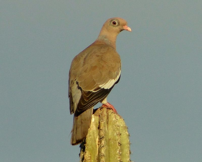 Image of Bare-eyed Pigeon