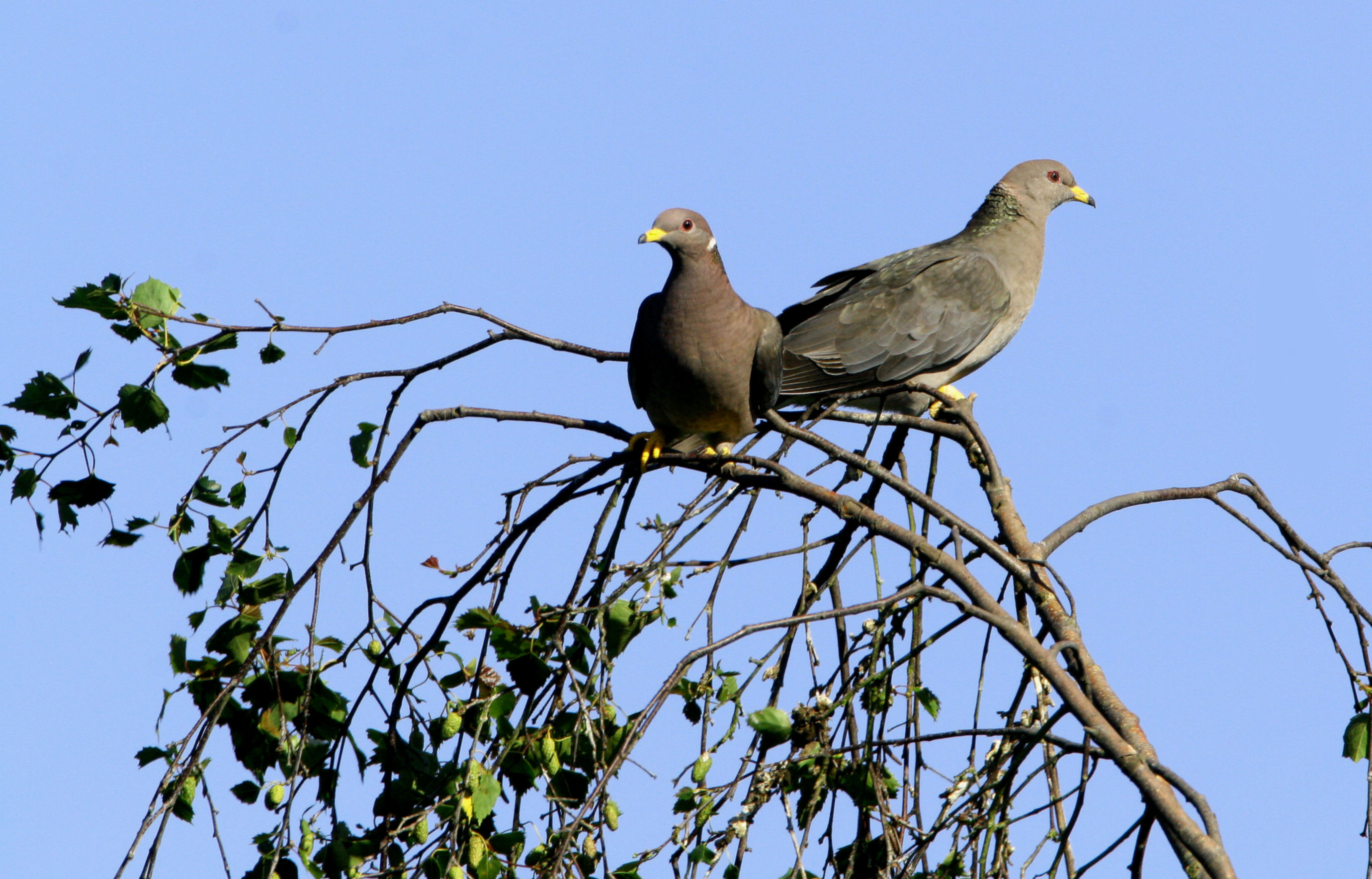 Image of Northern Band-tailed Pigeon