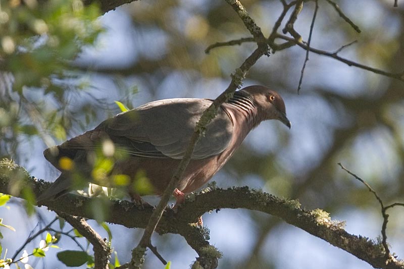 Image of Chilean Pigeon