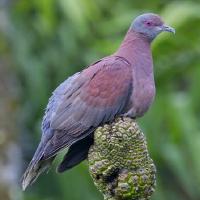 Image of Pale-vented Pigeon