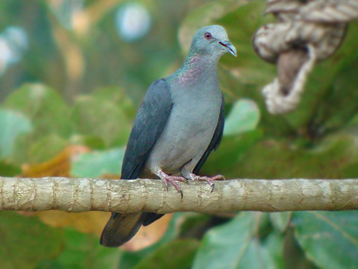 Image of Sao Tome Bronze-naped Pigeon