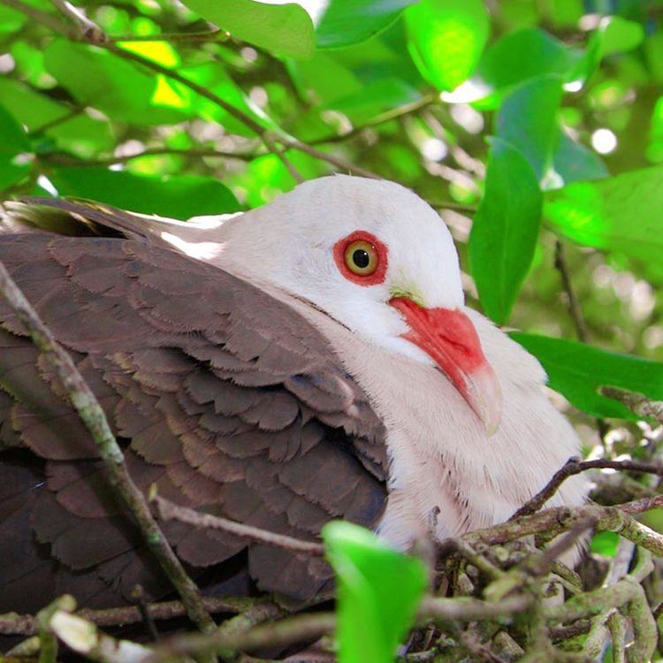 Image of Pink Pigeon