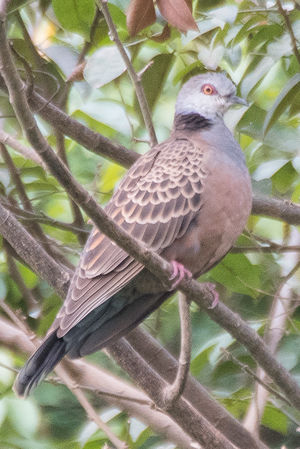 Image of Adamawa Turtle-Dove