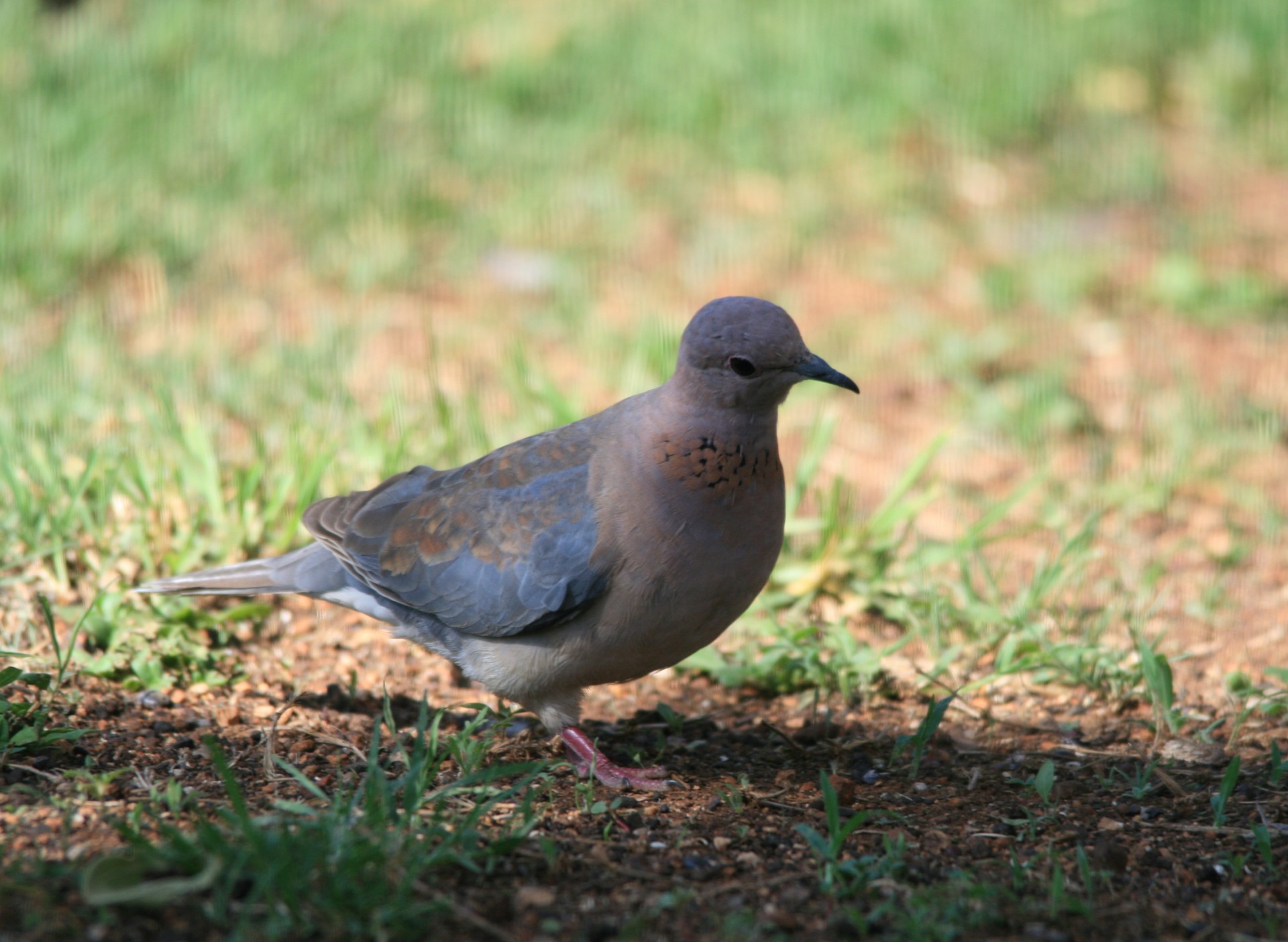 Image of Laughing Dove