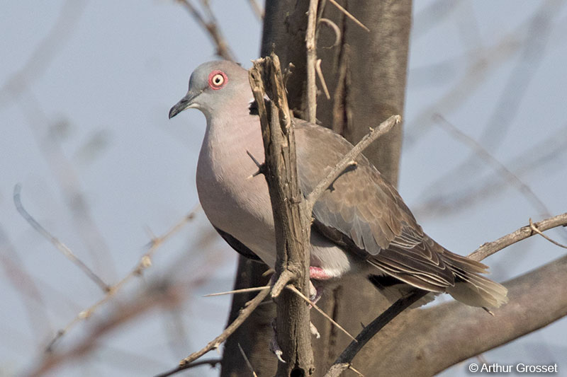 Image of Mourning Collared-dove
