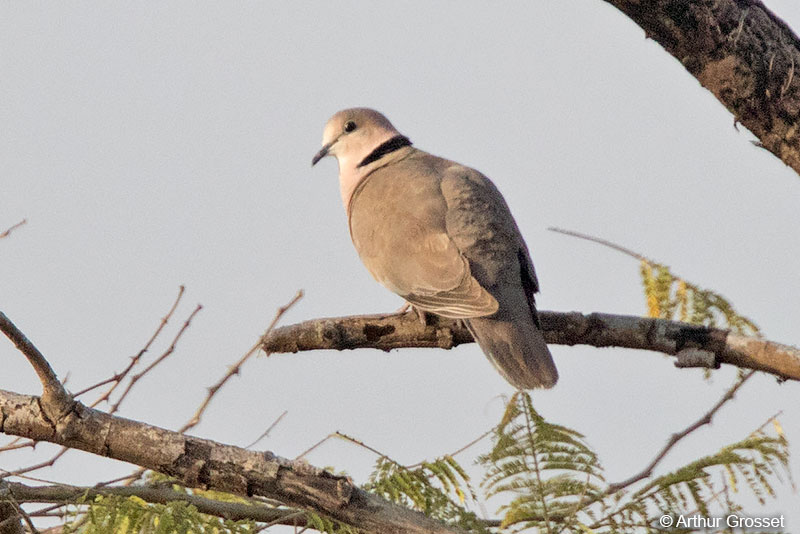 Image of Vinaceous Dove
