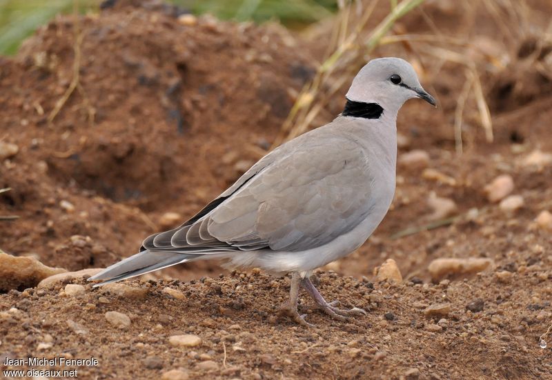 Image of Ring-necked Dove