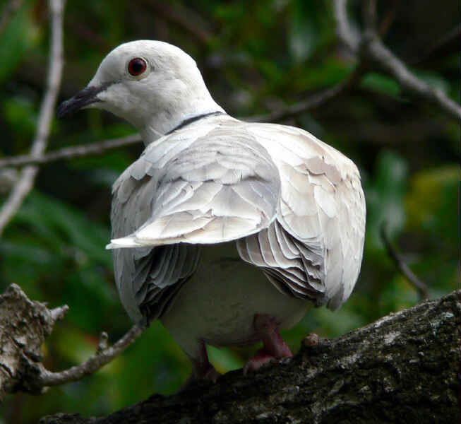 Image of African Collared-Dove