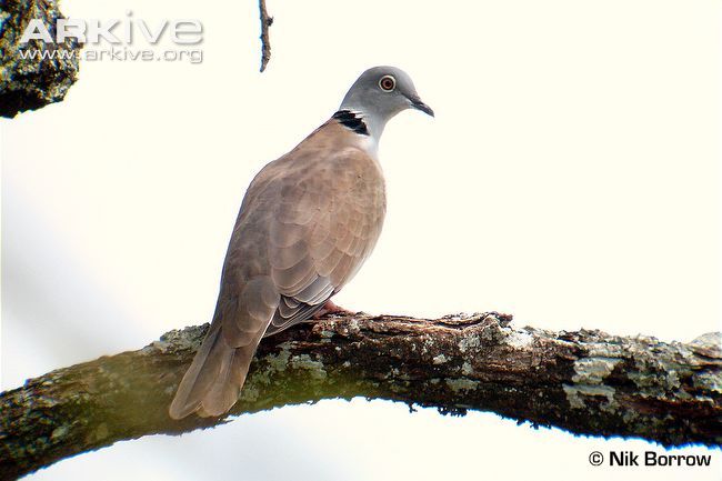Image of White-winged Collared-dove