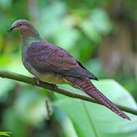 Image of Barred Cuckoo-dove (Male)