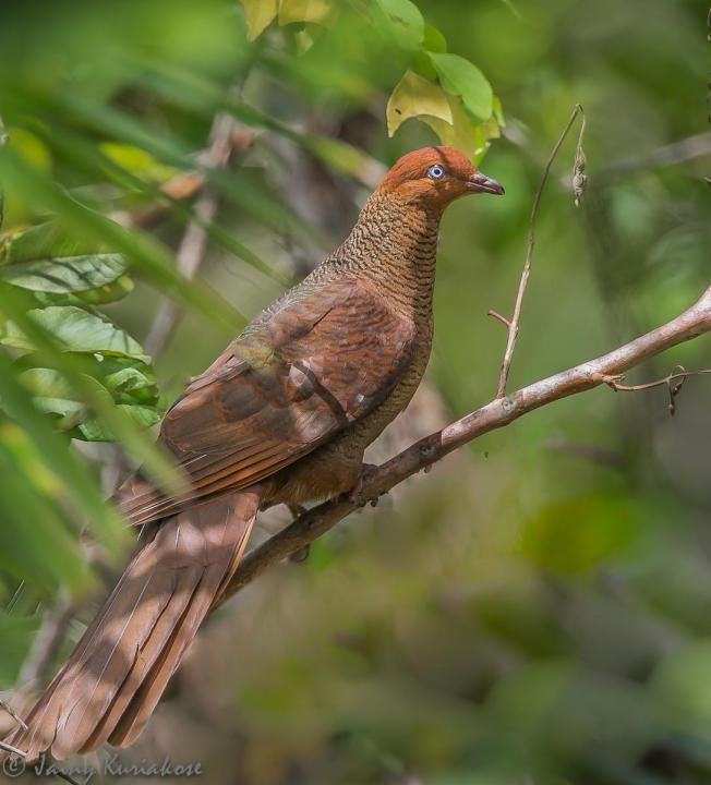 Image of Andaman Cuckoo-dove