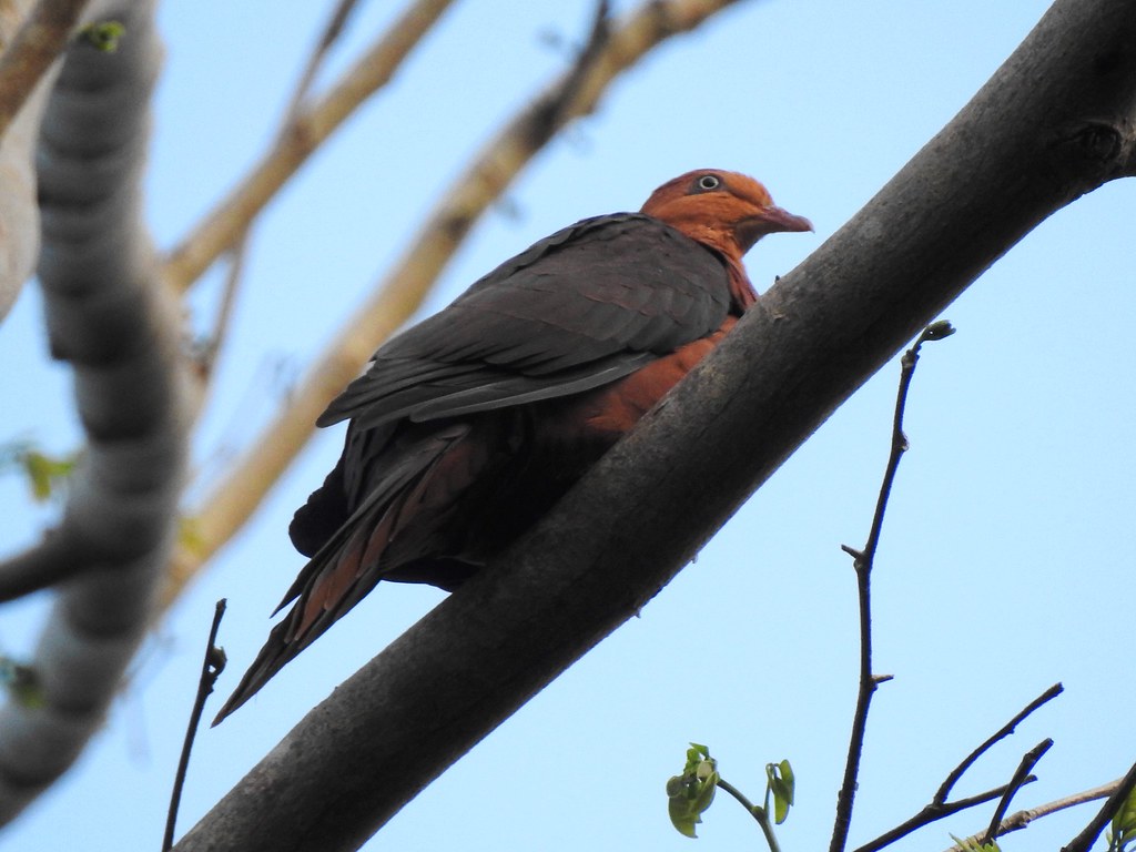 Image of Philippine Cuckoo-Dove