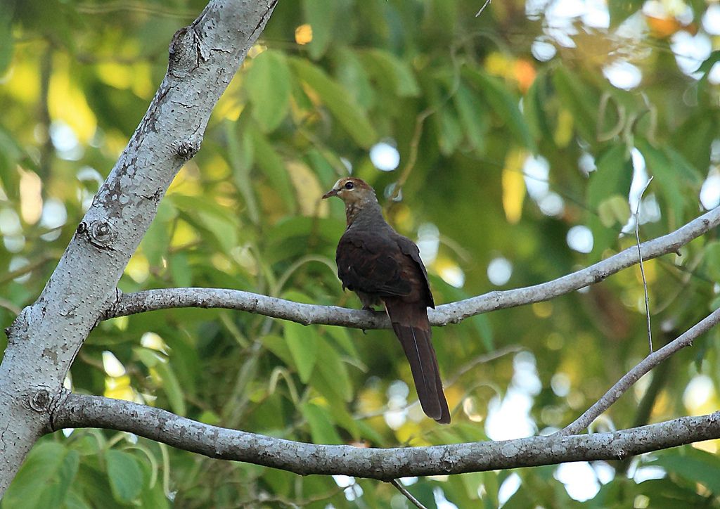 Image of Slender-billed Cuckoo-dove