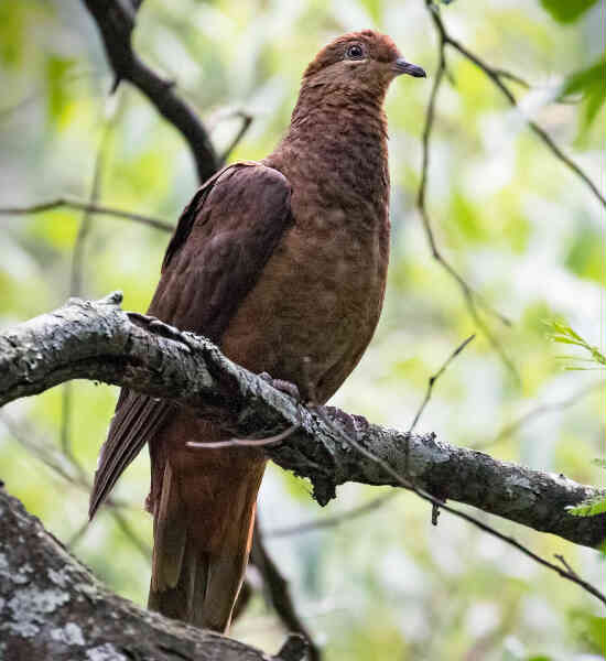 Image of Brown Cuckoo-dove
