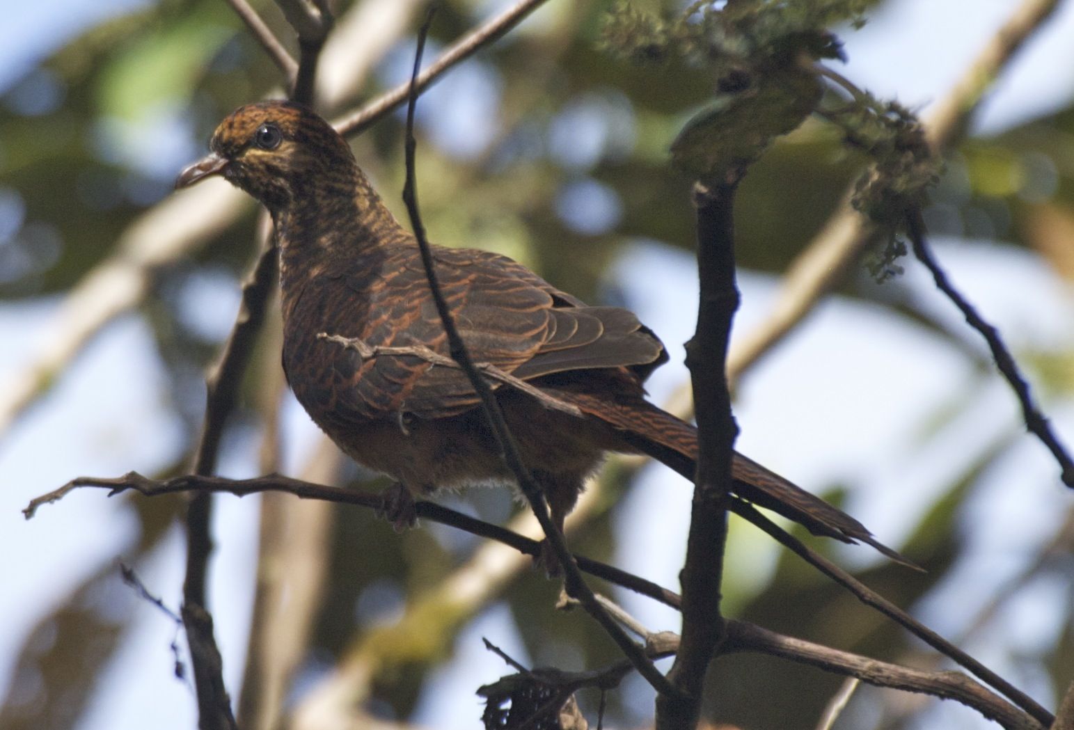 Image of Black-billed Cuckoo-dove