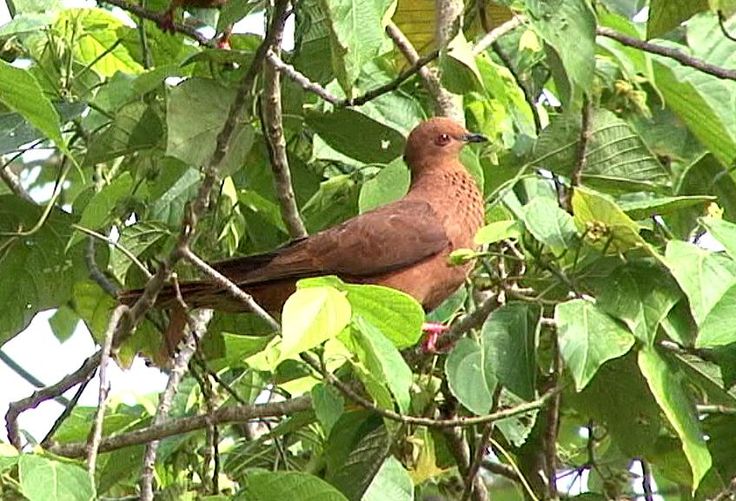 Image of Mackinlay's Cuckoo-dove