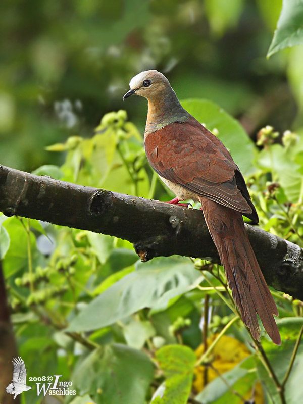 Image of Great Cuckoo-dove