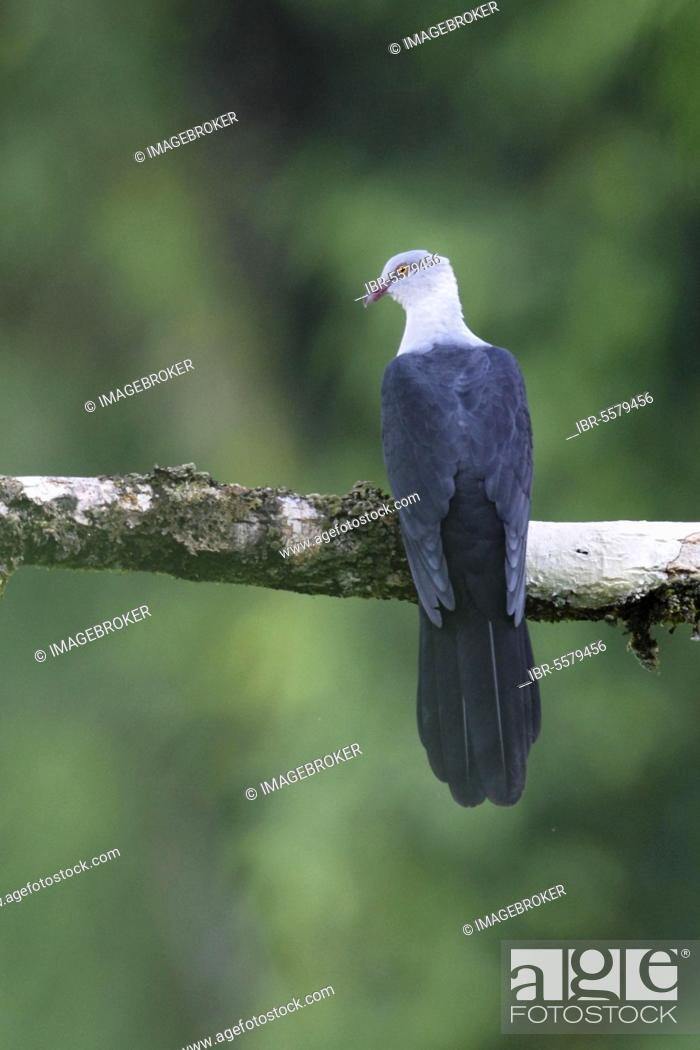 Image of Pied Cuckoo-dove