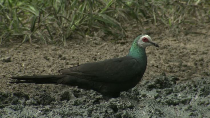Image of White-faced Cuckoo-dove