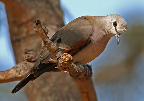 Image of Black-billed Wood-Dove