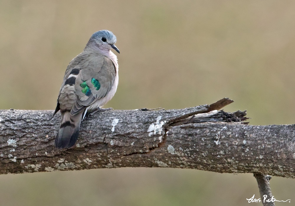Image of Emerald-spotted Wood-Dove