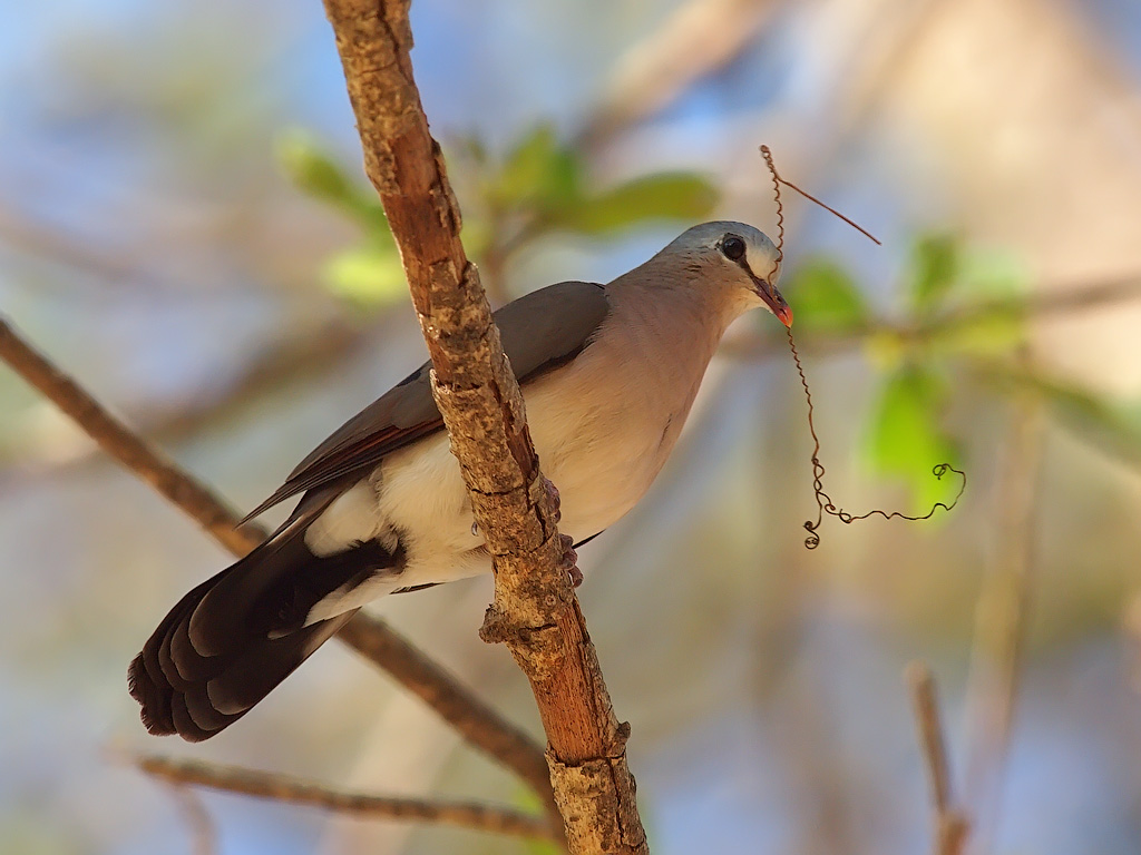 Image of Blue-spotted Wood-Dove