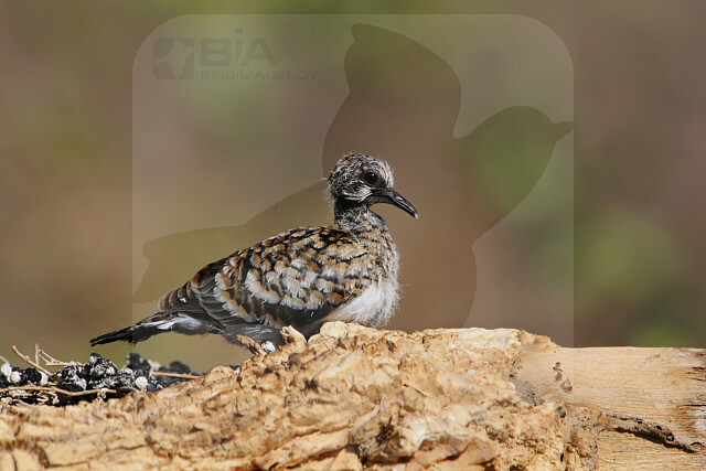 Image of Namaqua Dove
