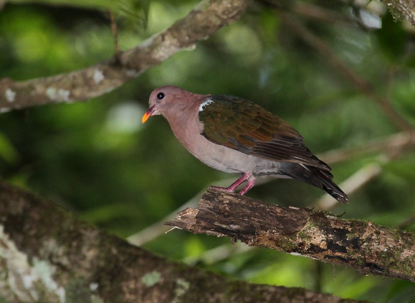 Image of Grey-capped Emerald Dove