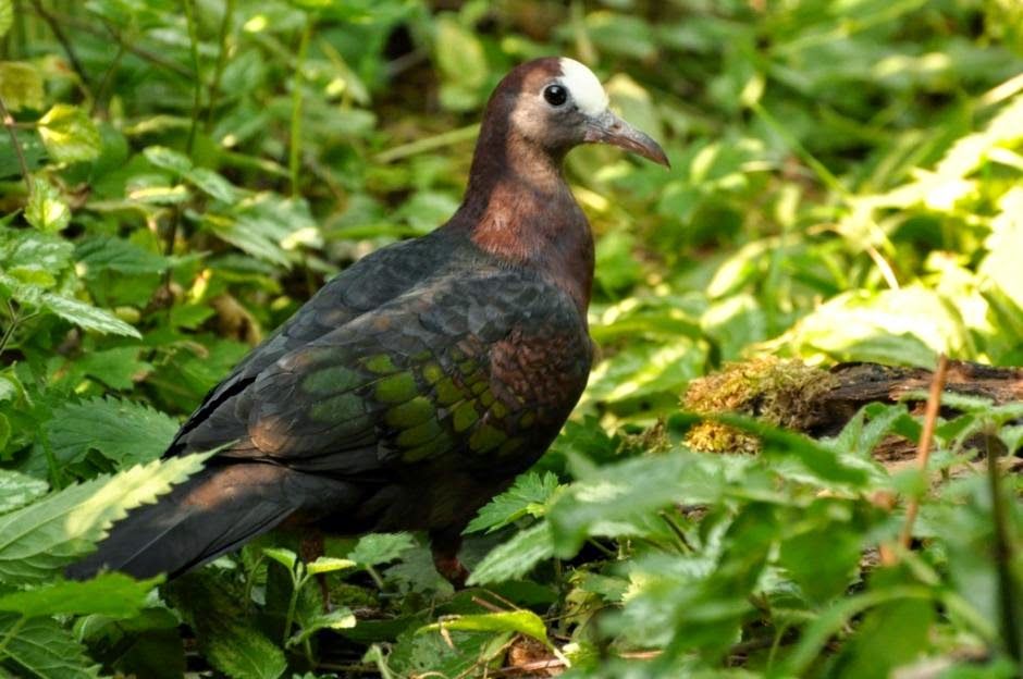Image of New Guinea Bronzewing