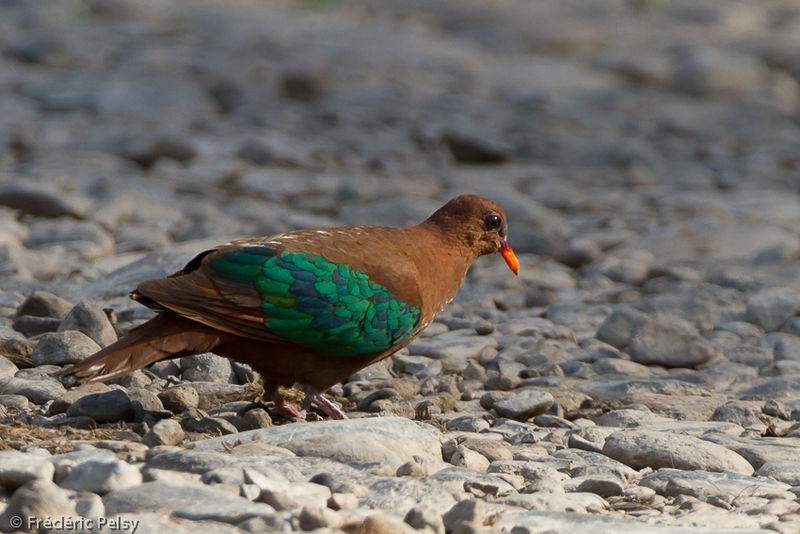 Image of New Britain Bronzewing