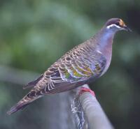 Image of Common Bronzewing (Male)