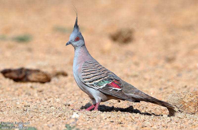 Image of Crested Pigeon