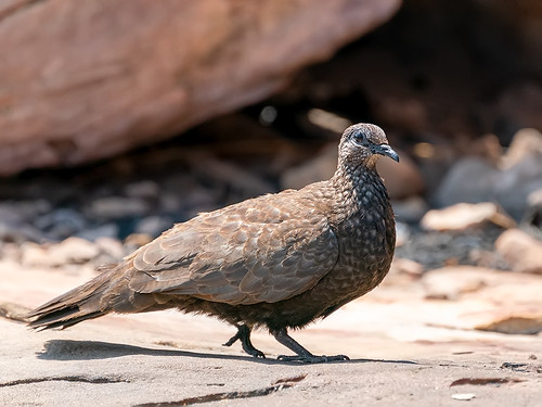 Image of Chestnut-quilled Rock-Pigeon