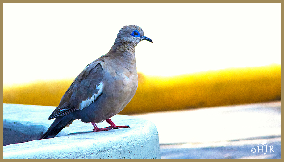Image of West Peruvian Dove