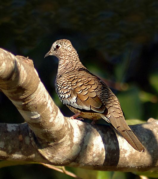 Image of Scaled Dove