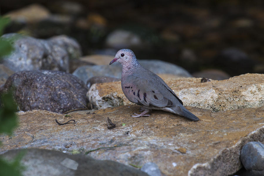 Image of Common Ground-dove