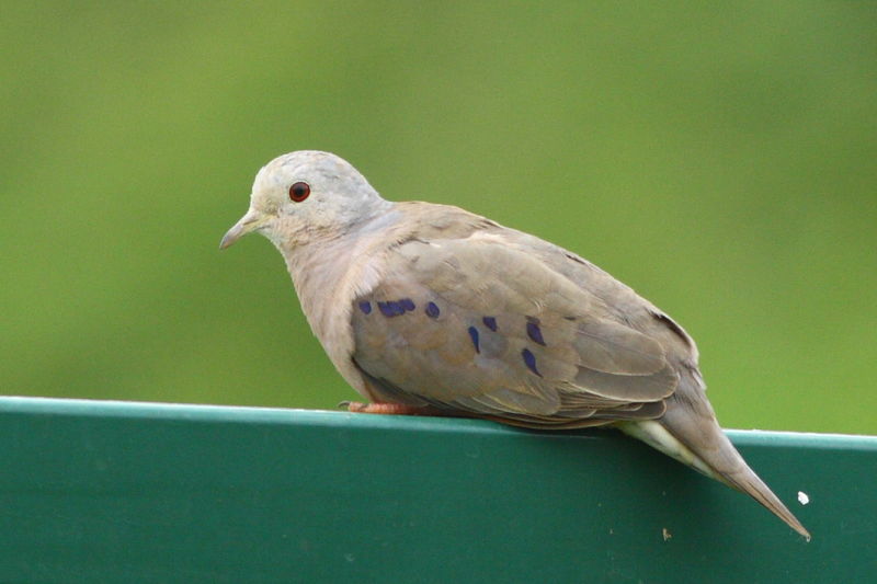 Image of Plain-breasted Ground-dove