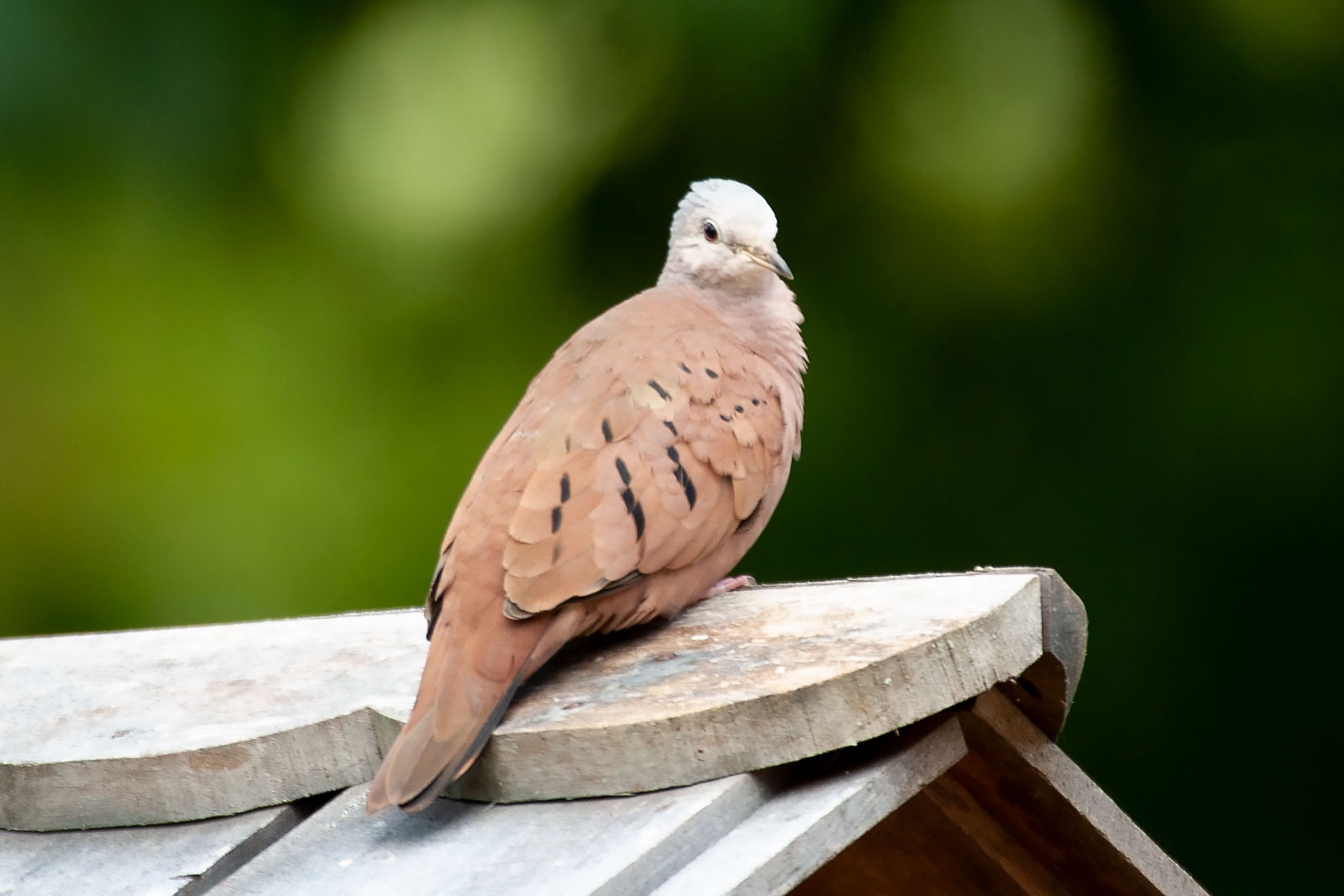 Image of Ruddy Ground-Dove