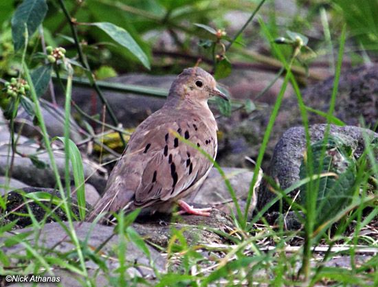 Image of Ecuadorian Ground-dove